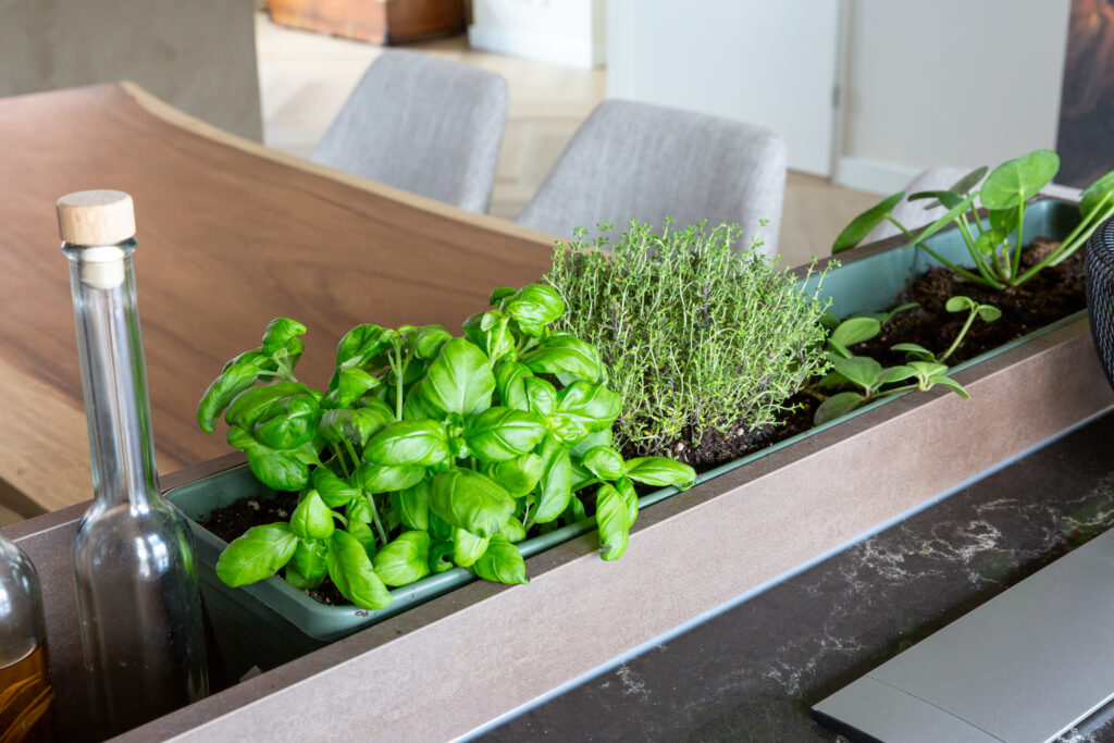 Familie Ariaansz kruidentuin